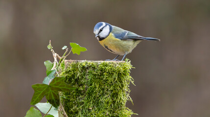 Blue Tit Perched on Mossy Post in Woodland — Small Bird Wildlife Close-Up Photograph © © Raymond Orton