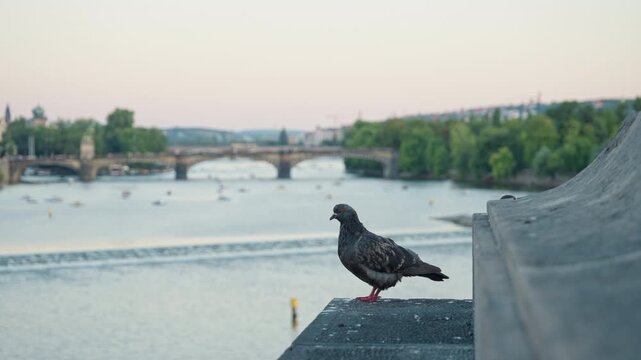 Two pigeons sit on the ancient stone parapet of a historic Prague bridge. One cleans its feathers. Bird pollution problem of monuments. Charles Bridge and Vltava River view. City wildlife ecology.