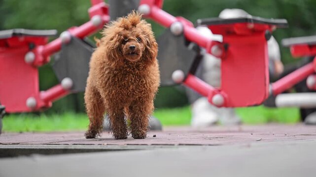 Adorable brown poodle puppy barks playfully on pavement with blurred playground background.