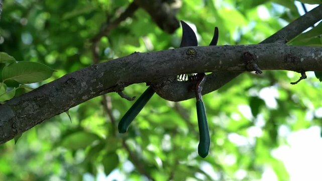 Shears for pruning on a tree branch. The pruner is forgotten on the branch.