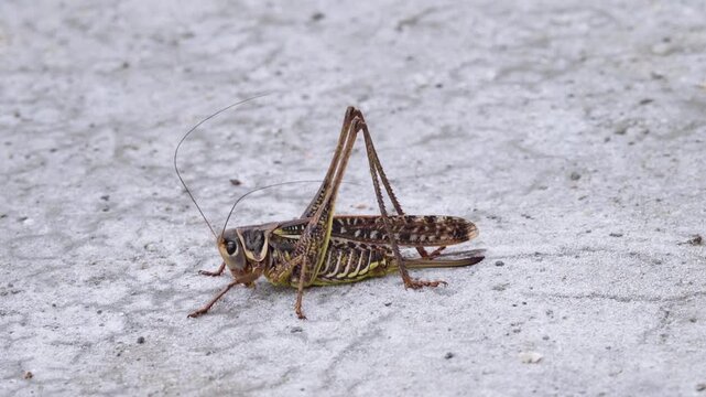 Southern wartbiter (Decticus albifrons) The grasshopper lives in saline steppe meadows and salt marshes in the marine steppe zone in Crimea. A voracious predator
