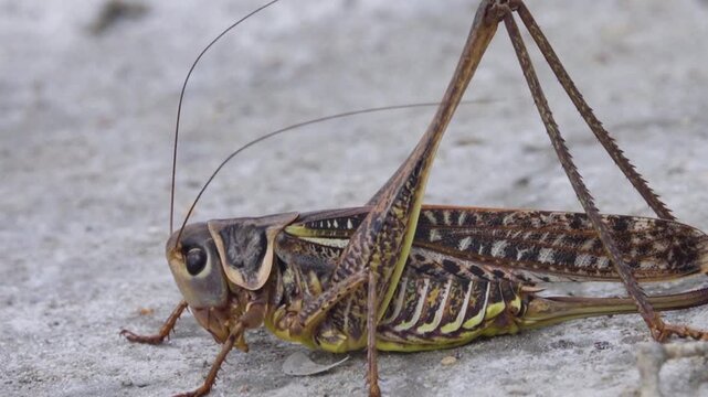 Southern wartbiter (Decticus albifrons) The grasshopper lives in saline steppe meadows and salt marshes in the marine steppe zone in Crimea. A voracious predator. Macro portrait on solonchac