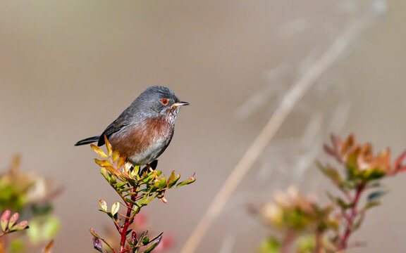 Dartford Warbler Perched on Mediterranean Vegetation in Southern France