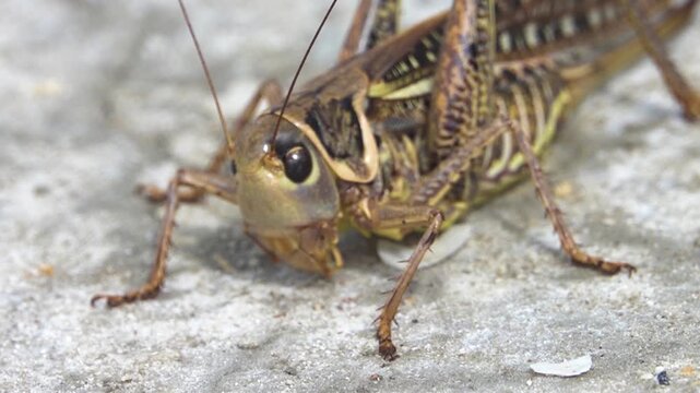 Southern wartbiter (Decticus albifrons) The grasshopper lives in saline steppe meadows and salt marshes in the marine steppe zone in Crimea. A voracious predator. Macro portrait on solonchac