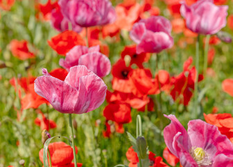 Fototapeta premium Pink Poppies Blooming Close Up in Field
