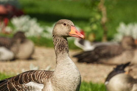 Close-up portrait of a greylag goose (Anser anser) standing in a landscaped garden, with several other geese softly blurred in the background.