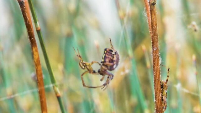 Trio of orb-web spiders (Araneidae) during mating. External semination. Small male gives spermatophore to female, she places it in gonophore. Male quickly jumps aside, as she can kill him and devour