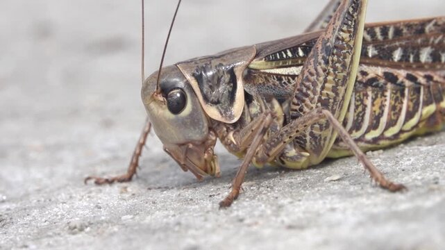 Southern wartbiter (Decticus albifrons) The grasshopper lives in saline steppe meadows and salt marshes in the marine steppe zone in Crimea. A voracious predator. Macro portrait on solonchac