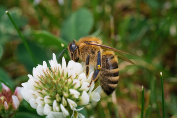 bee on a flower © Andreas
