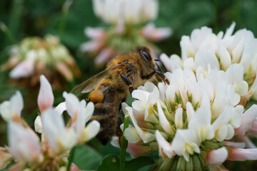 bee on a flower © Andreas