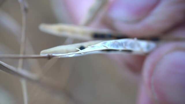 Rapeseed seeds in a pod. A pod in the hands of a farmer. Macro