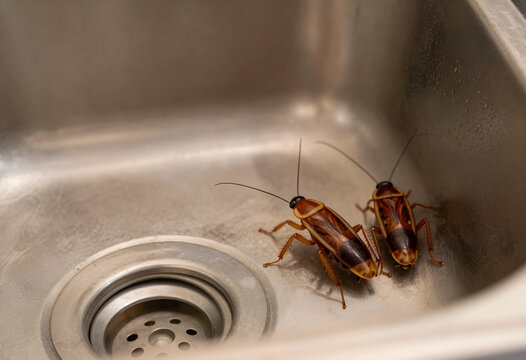 Two brown cockroaches in a stainless steel kitchen sink, pest control and hygiene