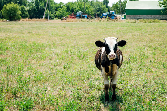 A black-and-white calf in the meadow