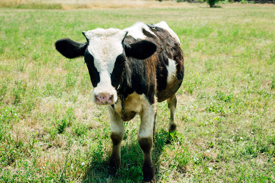 A black-and-white calf in the meadow
