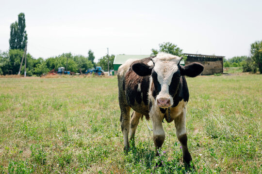 A black-and-white calf in the meadow