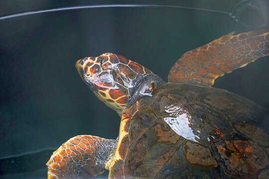 A recovering sea turtle, under observation before its release, at the Arhelon turtle hospital, in Glyfada, Greece
