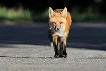 Fototapeta premium Sly Red Fox
