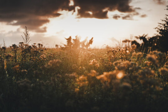 View of wildflowers in a field on Vormsi island during golden hour with warm sunlight and dramatic clouds in the background in Laane County, Estonia.