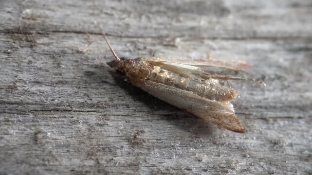 A moth, tineid on a woody background. Crimea. Ultramacro