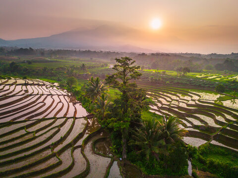 Aerial view of lush green rice terraces at sunrise with golden light reflecting in the water, surrounded by palm trees and misty mountains in Wonosobo, Central Java, Indonesia.