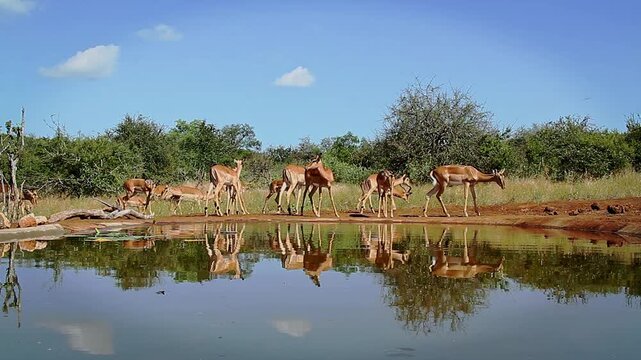 Small group of Common Impalas drinking in waterhole with reflection in Greater Kruger National park, South Africa ; Specie Aepyceros melampus family of Bovidae