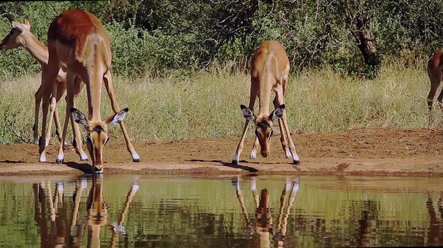 Two Common Impalas drinking front view in waterhole with reflection in Greater Kruger National park, South Africa ; Specie Aepyceros melampus family of Bovidae