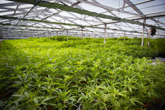 Greenhouse filled with hundreds of young cannabis plants