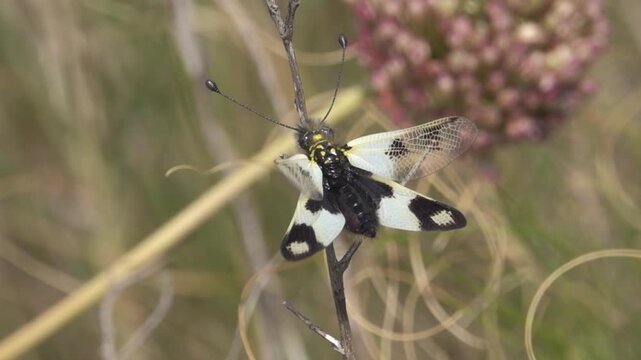 Unusual insect from reticulated wings Ascalaphus fly (Libelloides macaronius, morpha typica male). Mediterranean relic. Gardener of Underworld. All-seeing eyes of predator. East Crimea steppe.