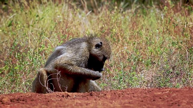 Chacma baboon seated and eating seeds on the ground in greater  Kruger National park, South Africa ; Specie Papio ursinus family of Cercopithecidae