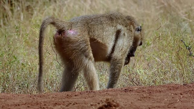 Chacma baboon seated and eating seeds on the ground and walking away in greater  Kruger National park, South Africa ; Specie Papio ursinus family of Cercopithecidae