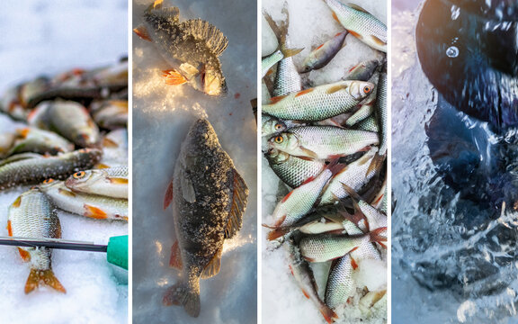 Four Panels Ice Fishing Macro Textures Nature Collage
