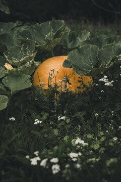 View of a large orange pumpkin nestled among lush green leaves and small white flowers on Vormsi, Laane County, Estonia.