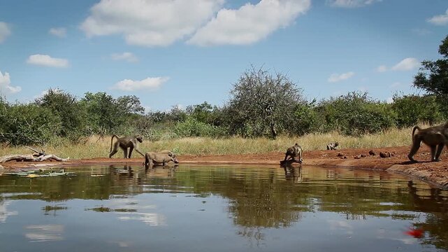 Chacma baboon drinking and warthog bathing in waterhole in greater  Kruger National park, South Africa ; Specie Papio ursinus family of Cercopithecidae