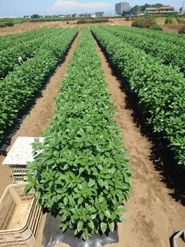 A record of the Molokhia's growth.Jew's mallow
Summer 2026, Saitama. Grown using black plastic mulch.
