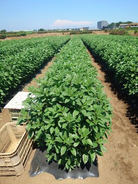 A record of the Molokhia's growth.Jew's mallow
Summer 2026, Saitama. Grown using black plastic mulch.