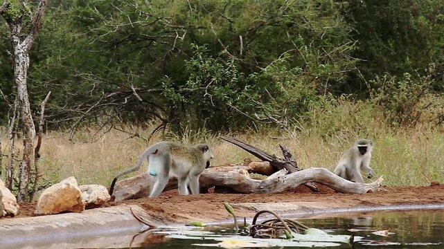 Two Vervet monkey, one male blue balls along waterhole in Greater Kruger National park, South Africa ; Specie Chlorocebus pygerythrus family of Cercopithecidae
