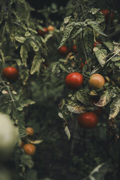 View of ripe red tomatoes growing on vines in a garden on Vormsi island, Laane County, Estonia.