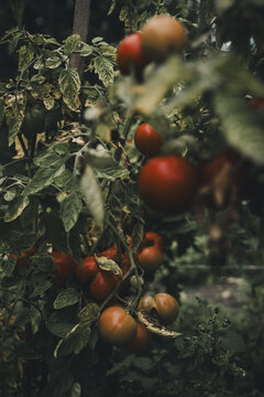 View of a tomato plant with ripe red and ripening tomatoes hanging from vines among green leaves in a garden in Laane County, Estonia.