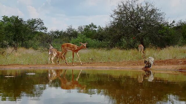 Vervet monkey female with baby drinking in waterhole with impalas in Greater Kruger National park, South Africa ; Specie Chlorocebus pygerythrus family of Cercopithecidae