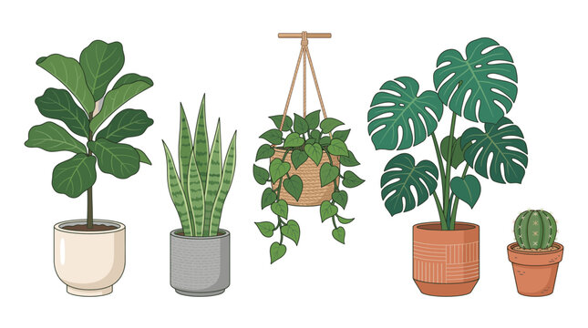 Collection of potted houseplants including fiddle leaf fig, snake plant, hanging pothos, monstera, and small cactus on a white background