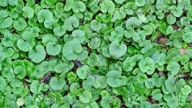 Plants in a rainforest in southeastern Brazil