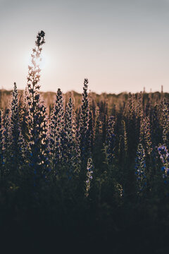 View of Vormsi island field filled with purple wildflowers backlit by the warm golden hour sun in Laane County, Estonia.