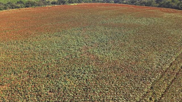 High angle aerial view of vast agricultural fields, farm meadows, and crop land captured by drone during a clear sunny day.