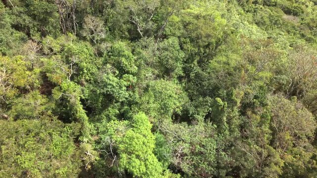 Aerial view of a brazilian rainforest in a sunny day.