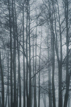 View of tall leafless trees in a dense, misty forest in Merikula, Harju maakond, Estonia.