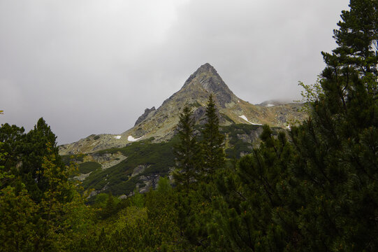 Rocky hiking trail path leading through dense green dwarf pines (Pinus mugo) towards a sharp mountain peak in High Tatras national park, Slovakia. Rysy mountain in Tatras 