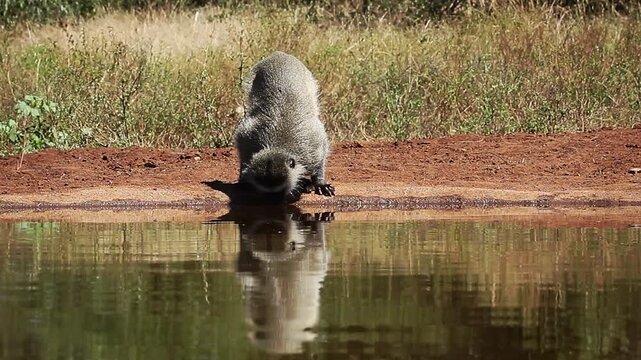Vervet monkey blue balls male walking along waterhole and drinking in Greater Kruger National park, South Africa ; Specie Chlorocebus pygerythrus family of Cercopithecidae