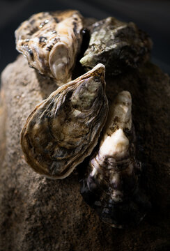 Oysters on the rock, close-up. Fresh wild oysters close up on dark stones background, french oysters. Healthy sea food. Ocean, gourmet food, delicatessen 