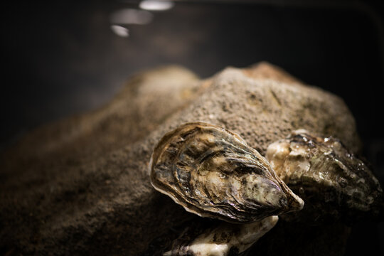 Oysters on the rock, close-up. Fresh wild oysters close up on dark stones background, french oysters. Healthy sea food. Ocean, gourmet food, delicatessen. Dark image. 