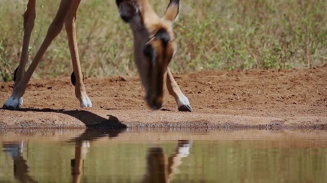 Common Impala female protrait drinking in waterhole with reflection in Greater Kruger National park, South Africa ; Specie Aepyceros melampus family of Bovidae